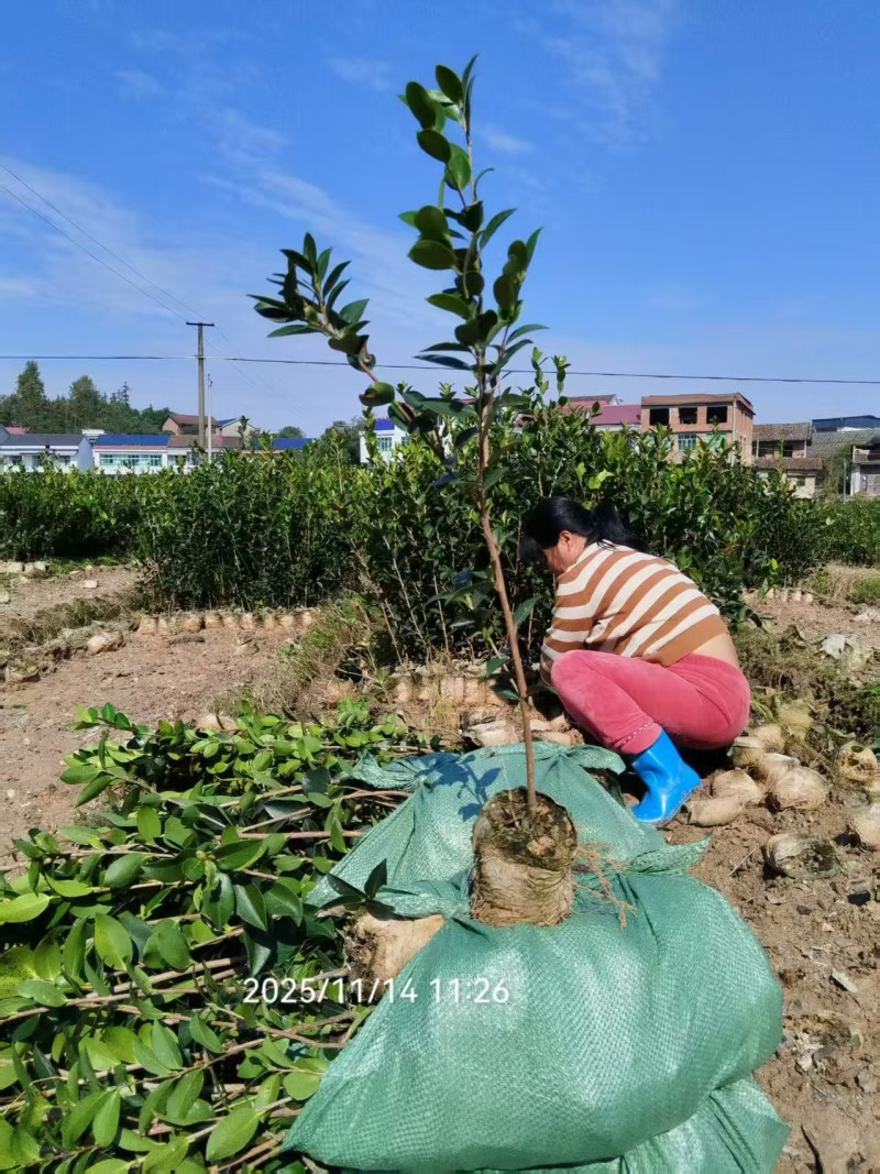 二年三年大杯油茶苗地径1公分高度1米以上栽下去次年结果