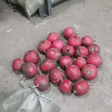 大量出售冷库红萝卜