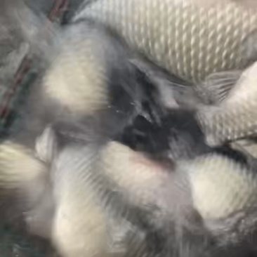 鲜活鱼