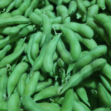 新鲜毛豆现货货源充足