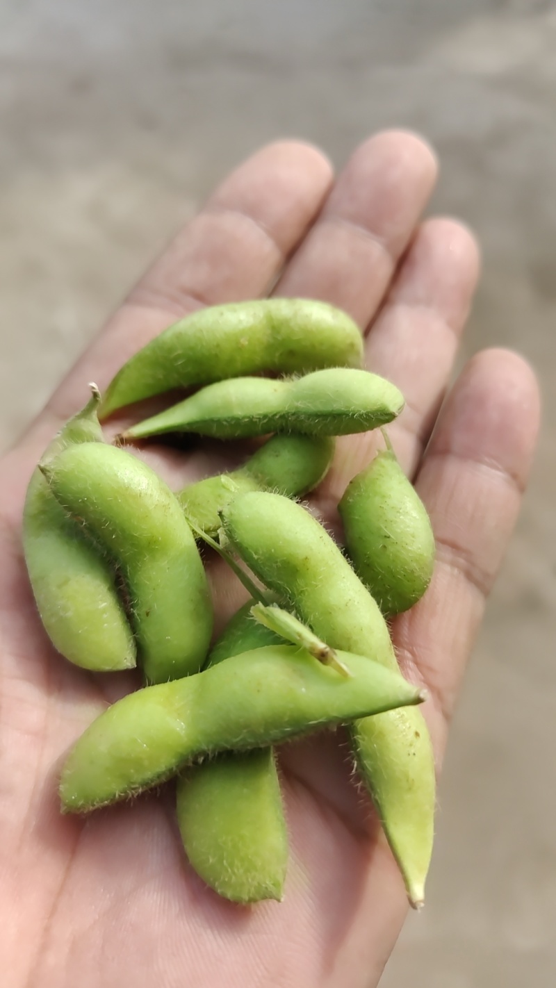 新鲜毛豆现货货源充足