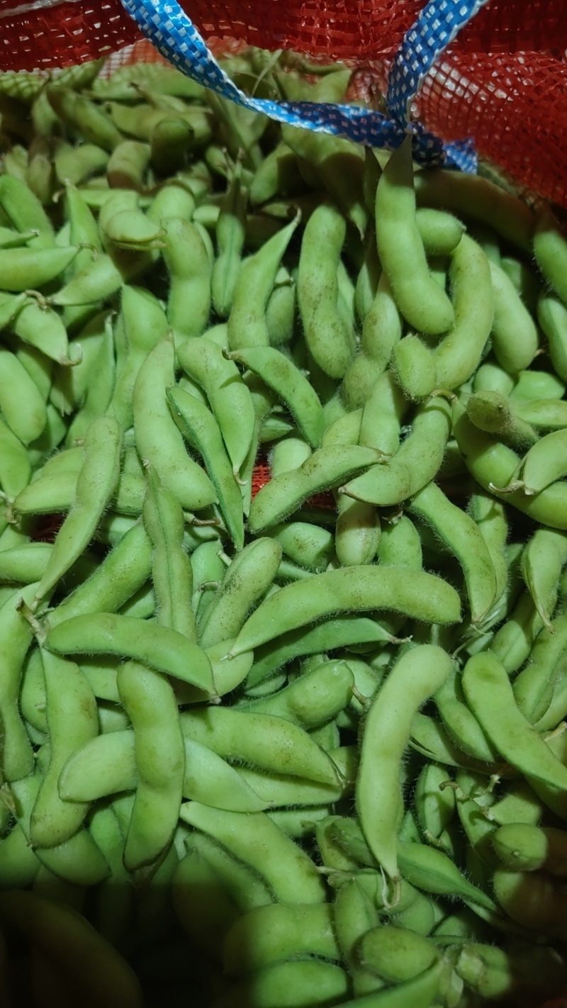新鲜毛豆现货货源充足