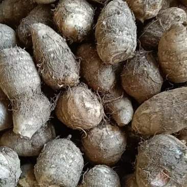 山东芋头8520芋头豆包芋头全国发货保质保量坏烂包赔