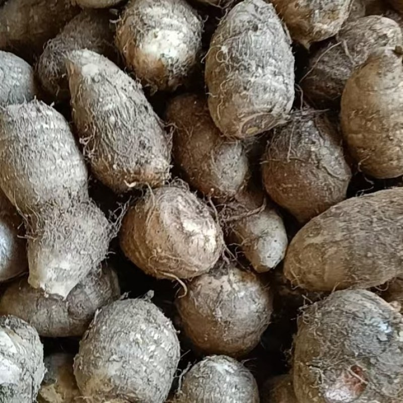 山东芋头8520芋头豆包芋头全国发货保质保量坏烂包赔