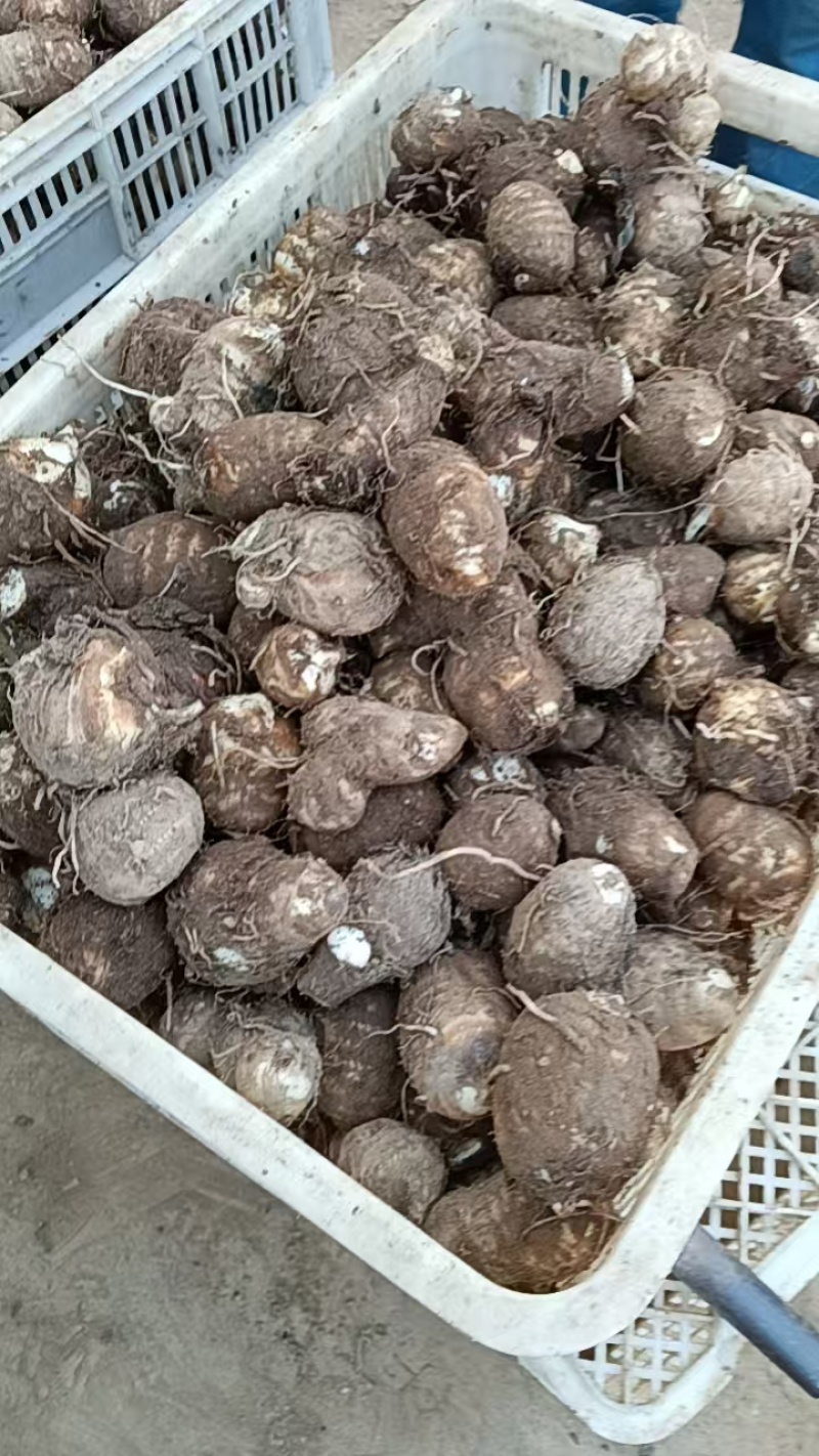 山东芋头8520芋头豆包芋头全国发货保质保量坏烂包赔