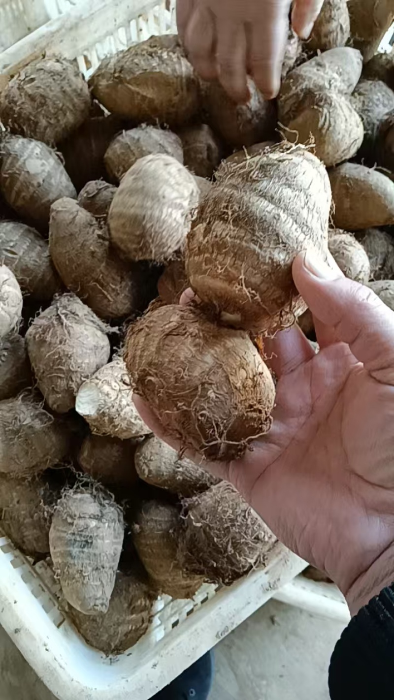 山东芋头8520芋头豆包芋头全国发货保质保量坏烂包赔