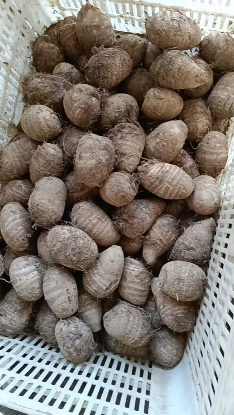 山东芋头8520芋头豆包芋头全国发货保质保量坏烂包赔