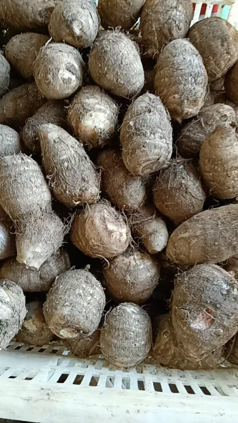 山东芋头8520芋头豆包芋头全国发货保质保量坏烂包赔