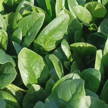 河北邯郸大叶菠菜基地直发大量有货价格美丽欢迎随时联系