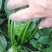 河北邯郸大叶菠菜基地直发大量有货价格美丽欢迎随时联系