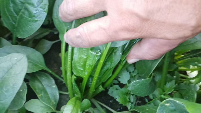 河北邯郸大叶菠菜基地直发大量有货价格美丽欢迎随时联系