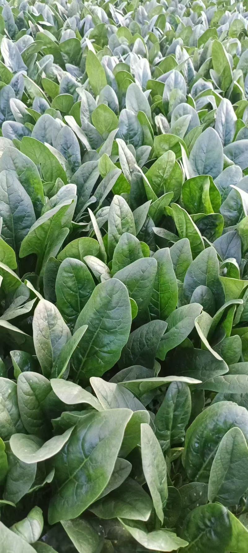 河北邯郸大叶菠菜基地直发大量有货价格美丽欢迎随时联系