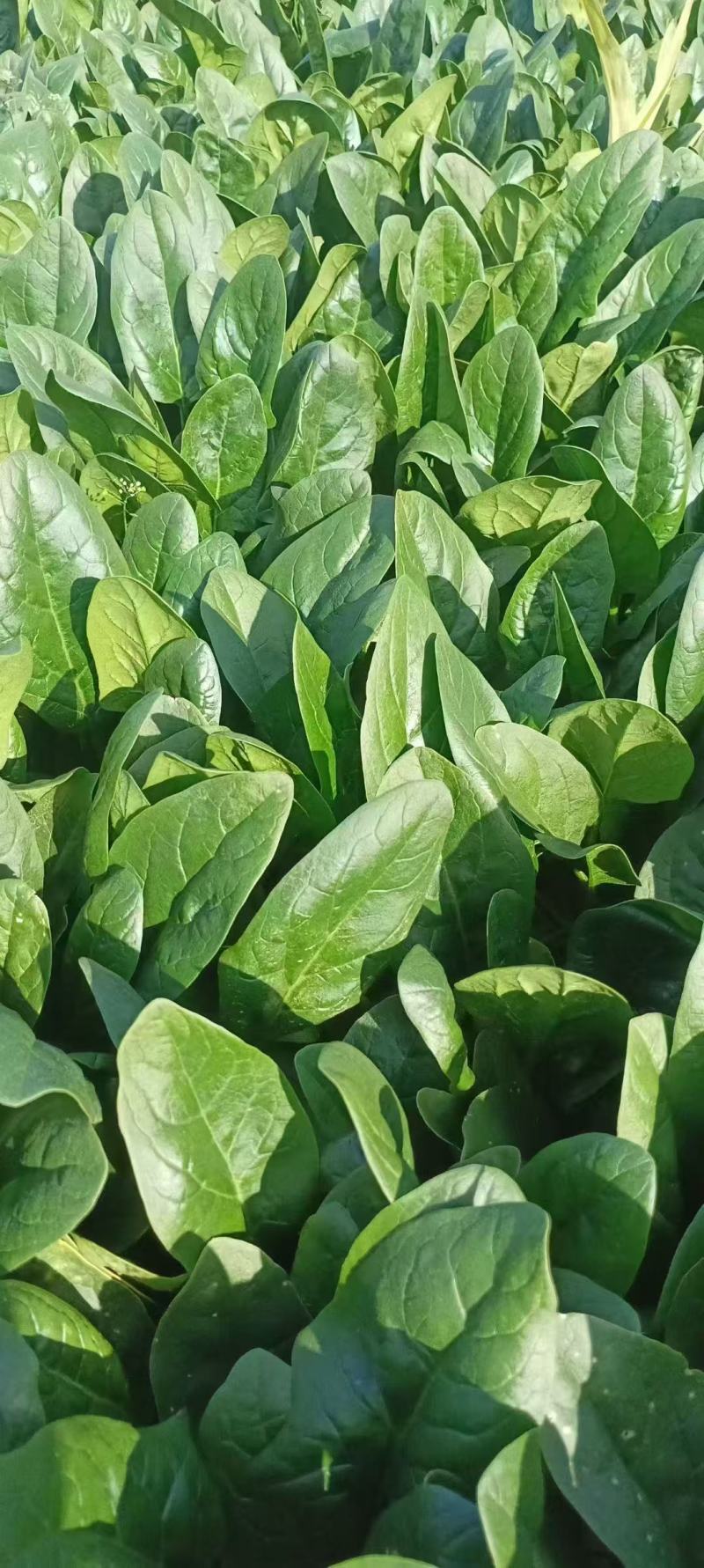 河北邯郸大叶菠菜基地直发大量有货价格美丽欢迎随时联系