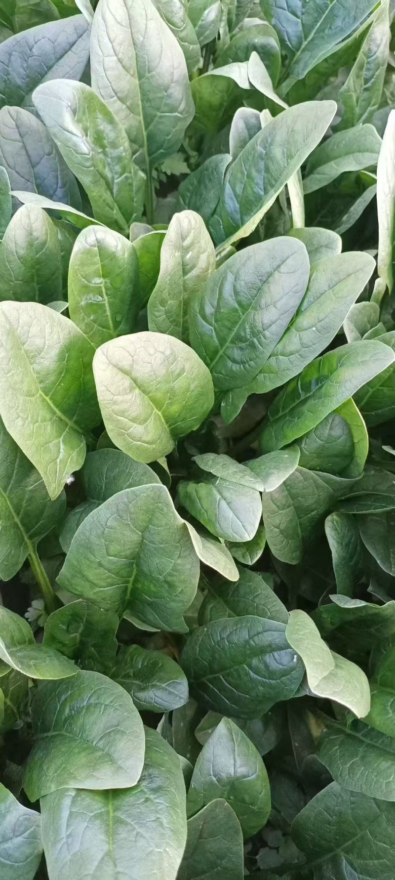 河北邯郸大叶菠菜基地直发大量有货价格美丽欢迎随时联系