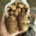 山东芋头8520芋头豆包芋头全国发货保质保量坏烂包赔
