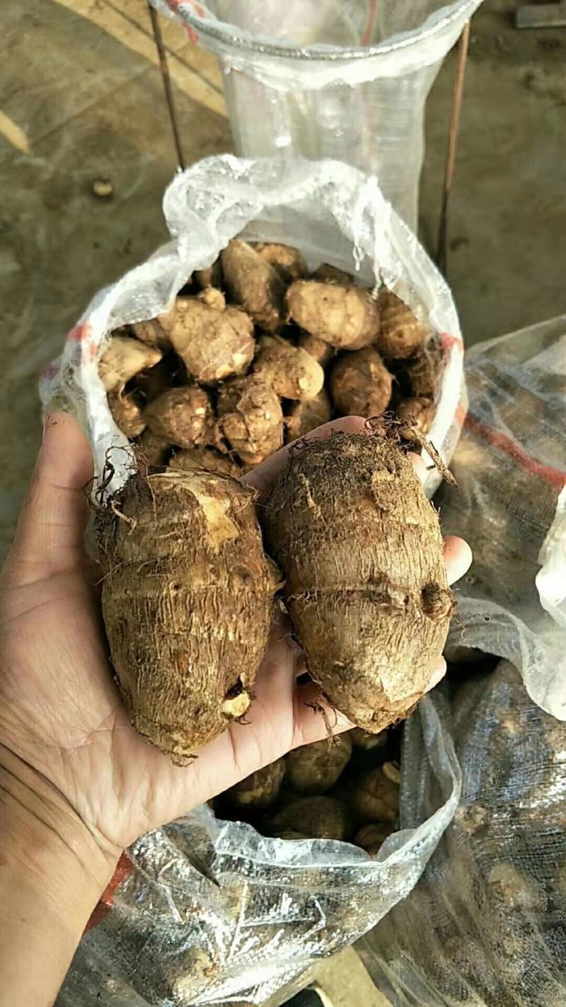 山东芋头8520芋头豆包芋头全国发货保质保量坏烂包赔