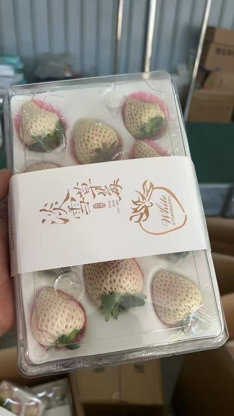 淡雪天使梦之莹白草莓产地直供代收