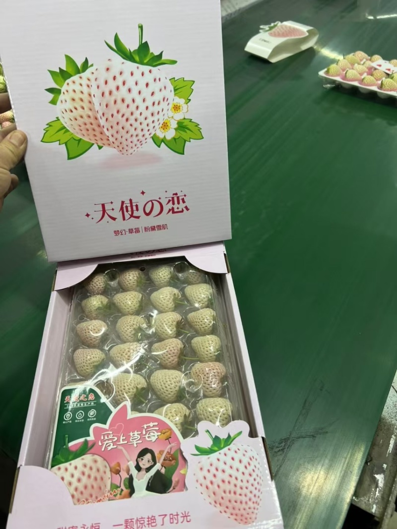 淡雪天使梦之莹白草莓产地直供代收