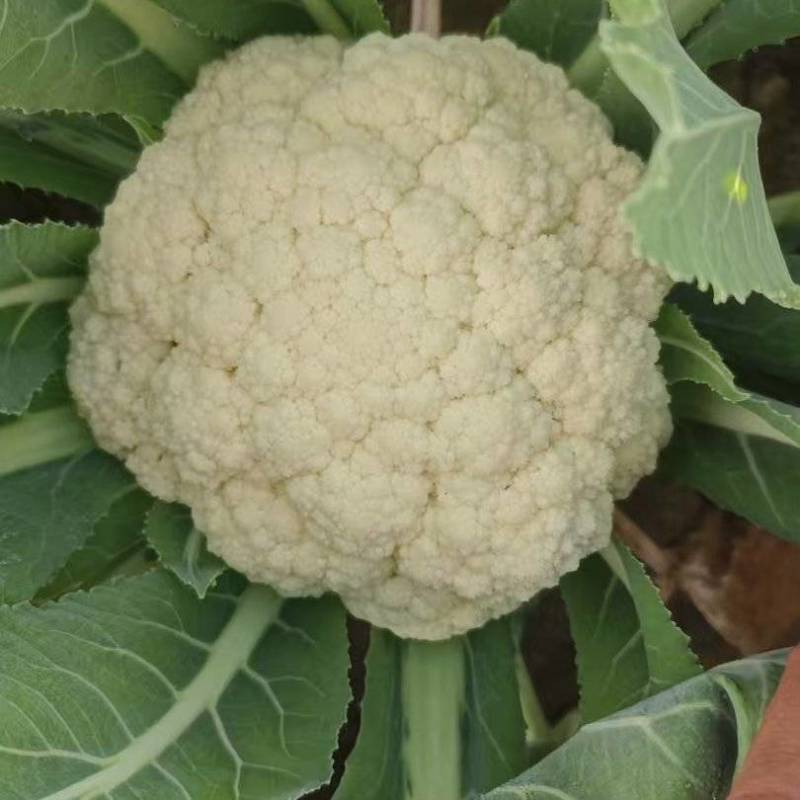 菜花