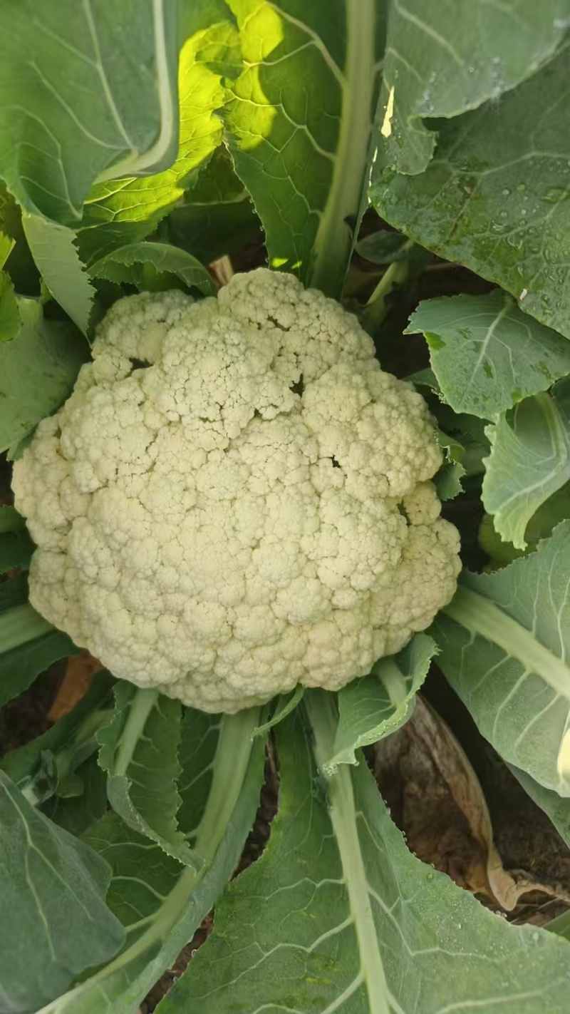 菜花