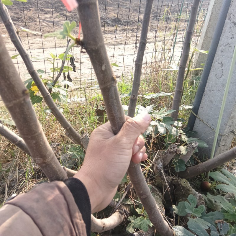 新鲜无花果枝条