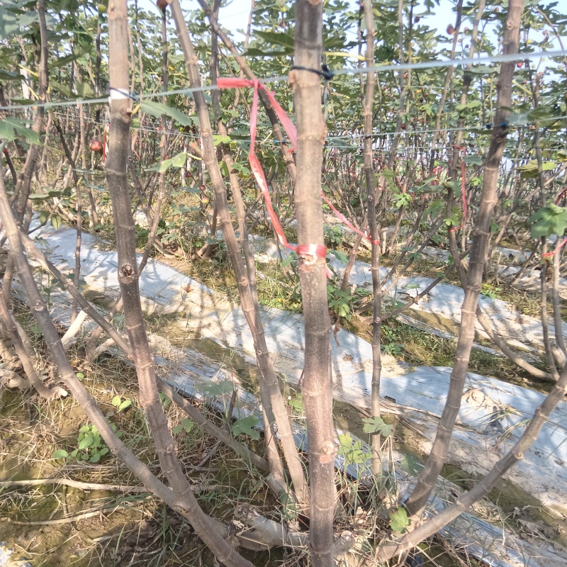 新鲜无花果枝条