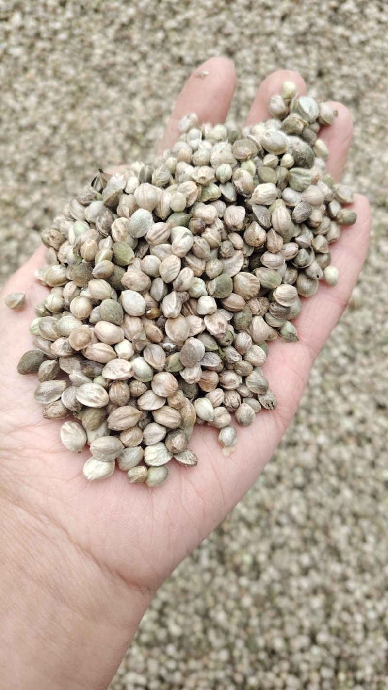 甘肃麻籽