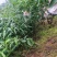 现挖现发，四川高杆不倒苗黄精