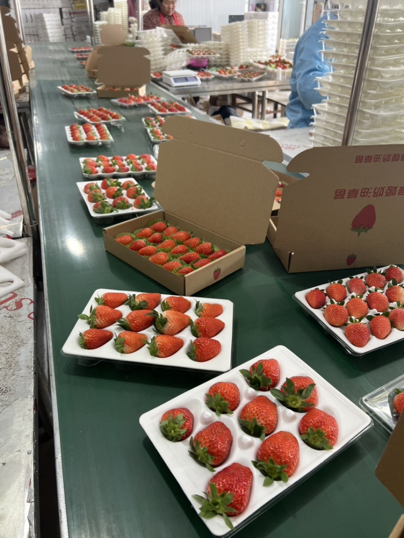 隋珠香野章姬甜宝草莓