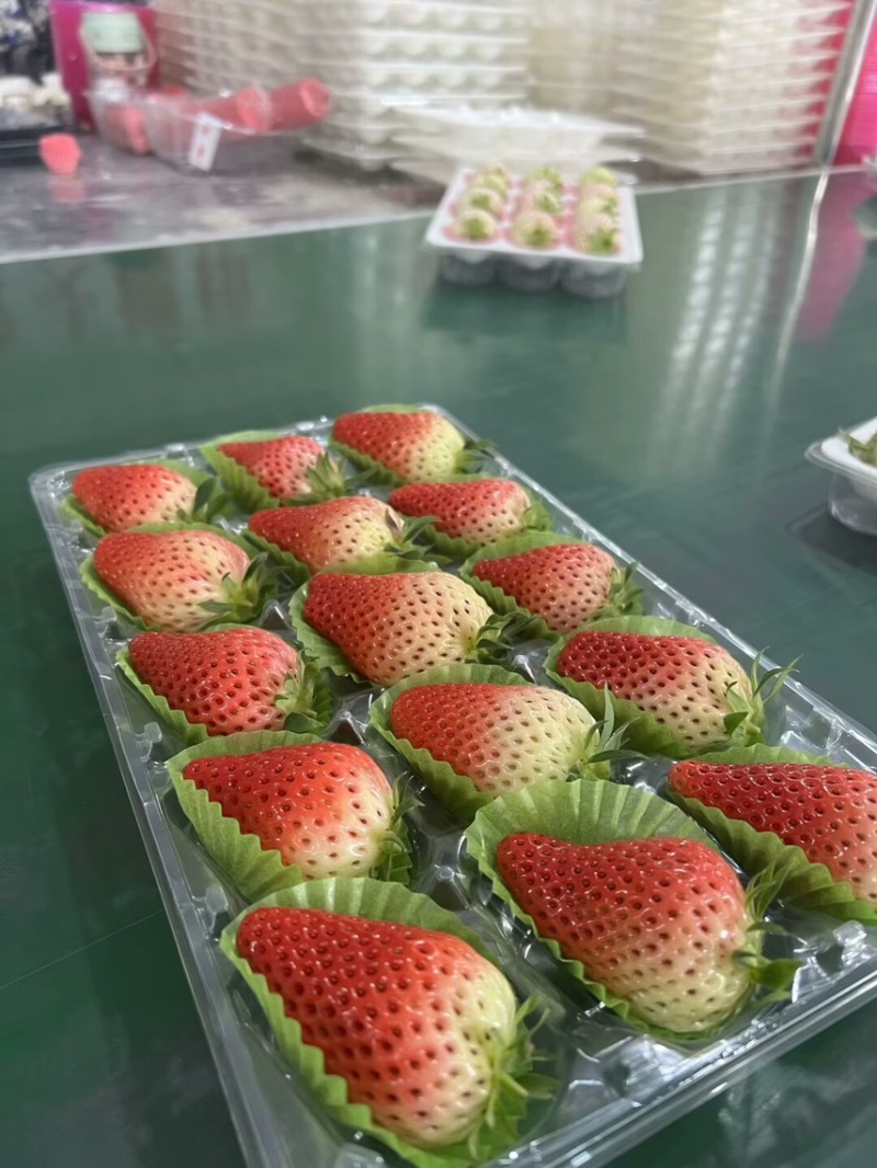 隋珠香野章姬甜宝草莓
