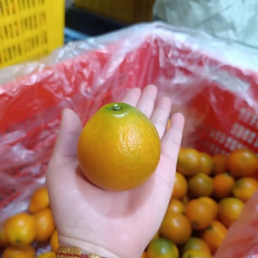 脆密金桔