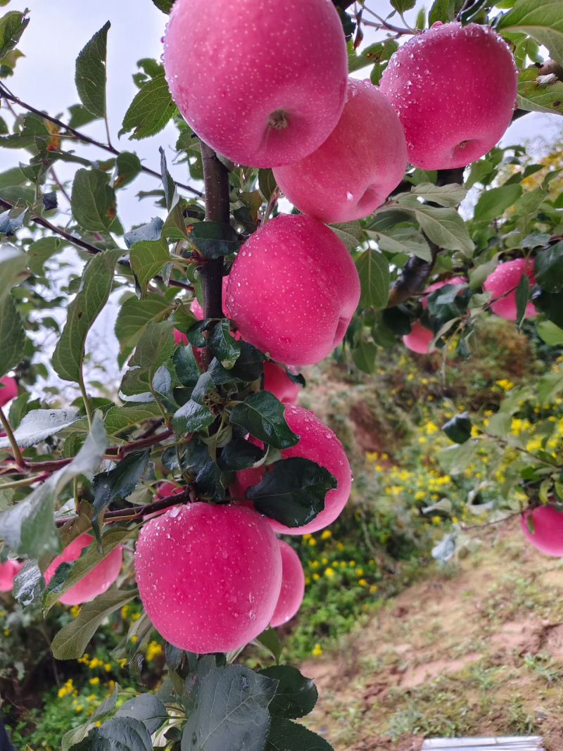 高山苹果