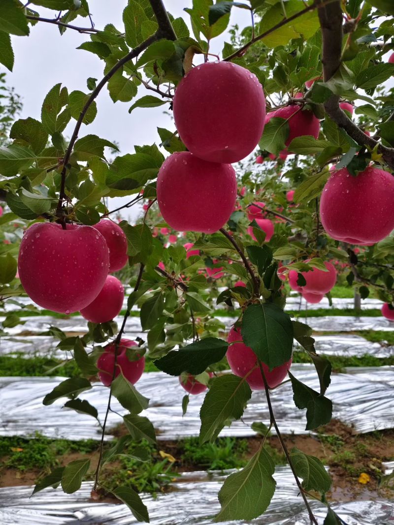 高山苹果