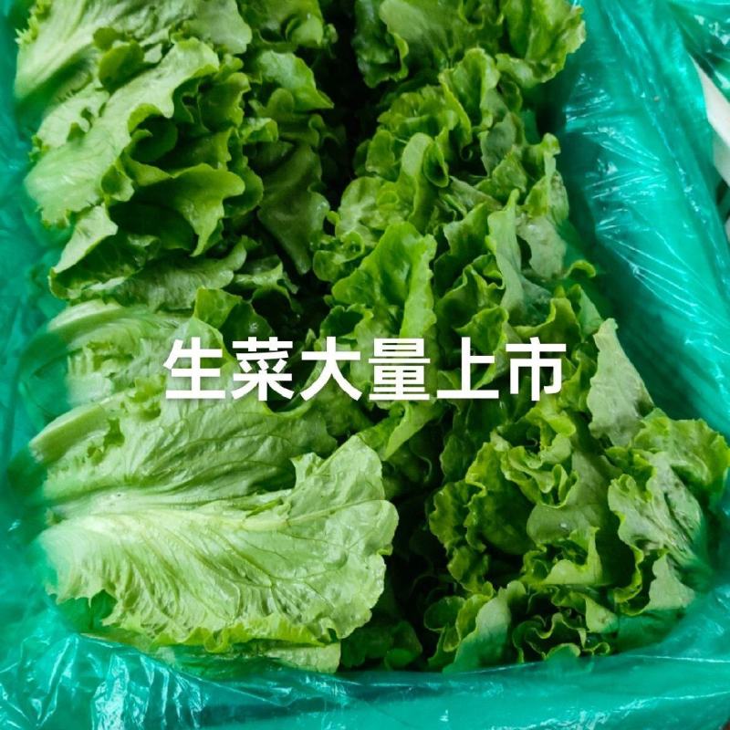 意大利生菜