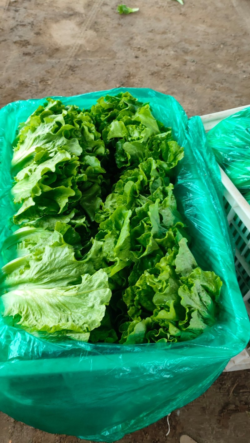意大利生菜