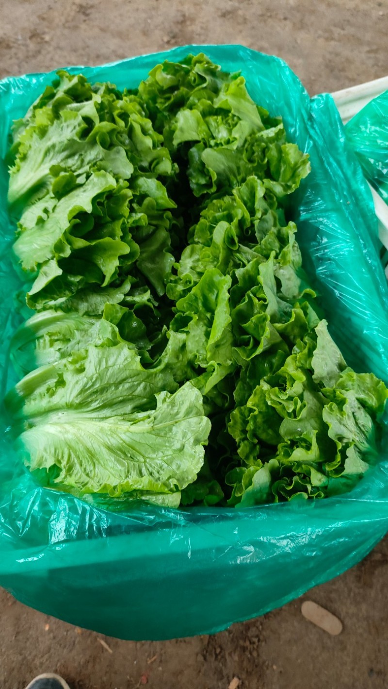 意大利生菜