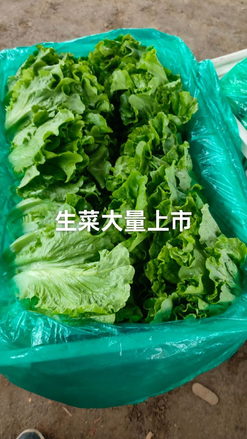意大利生菜