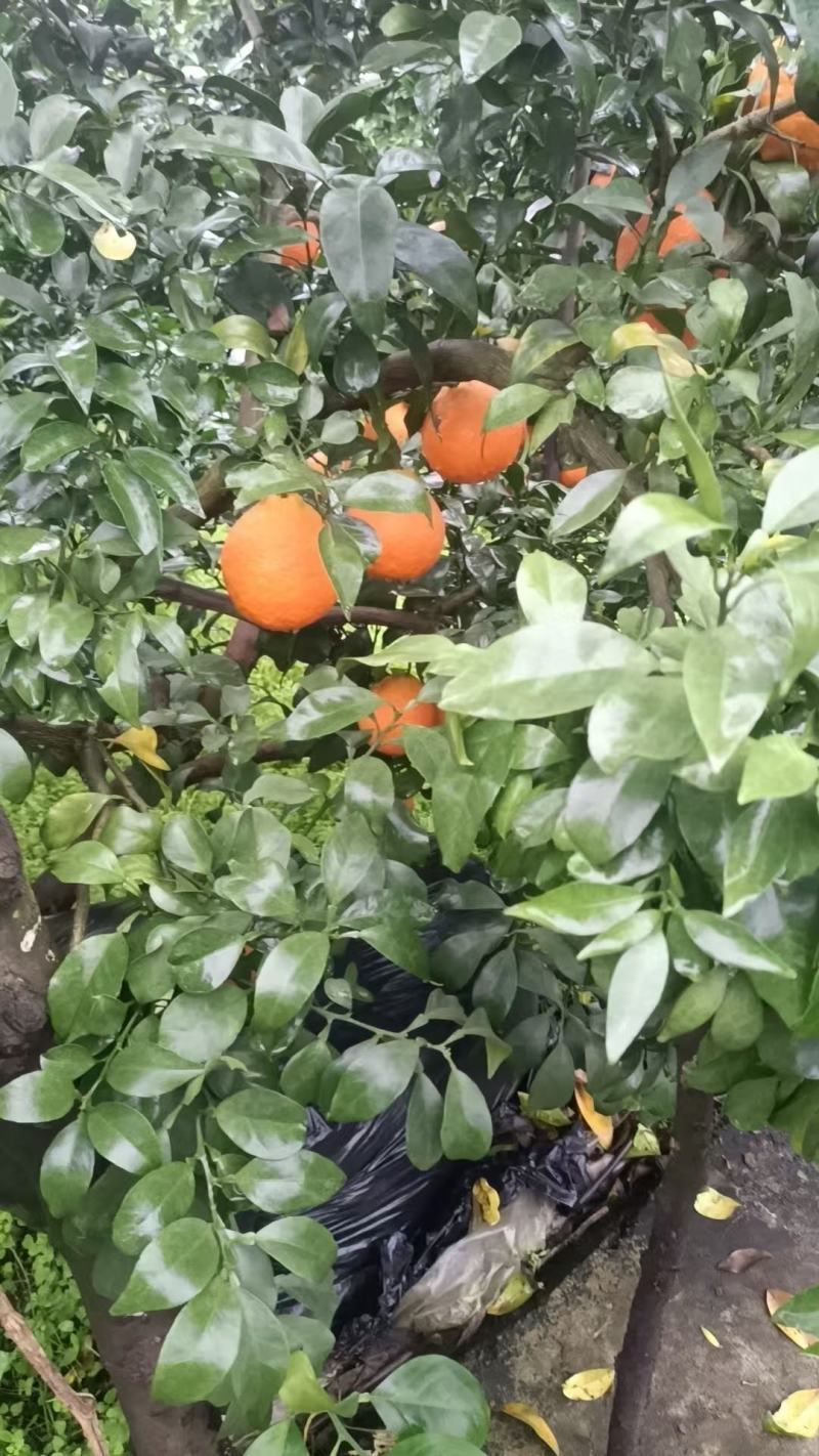 出售爱媛现货，未采摘过