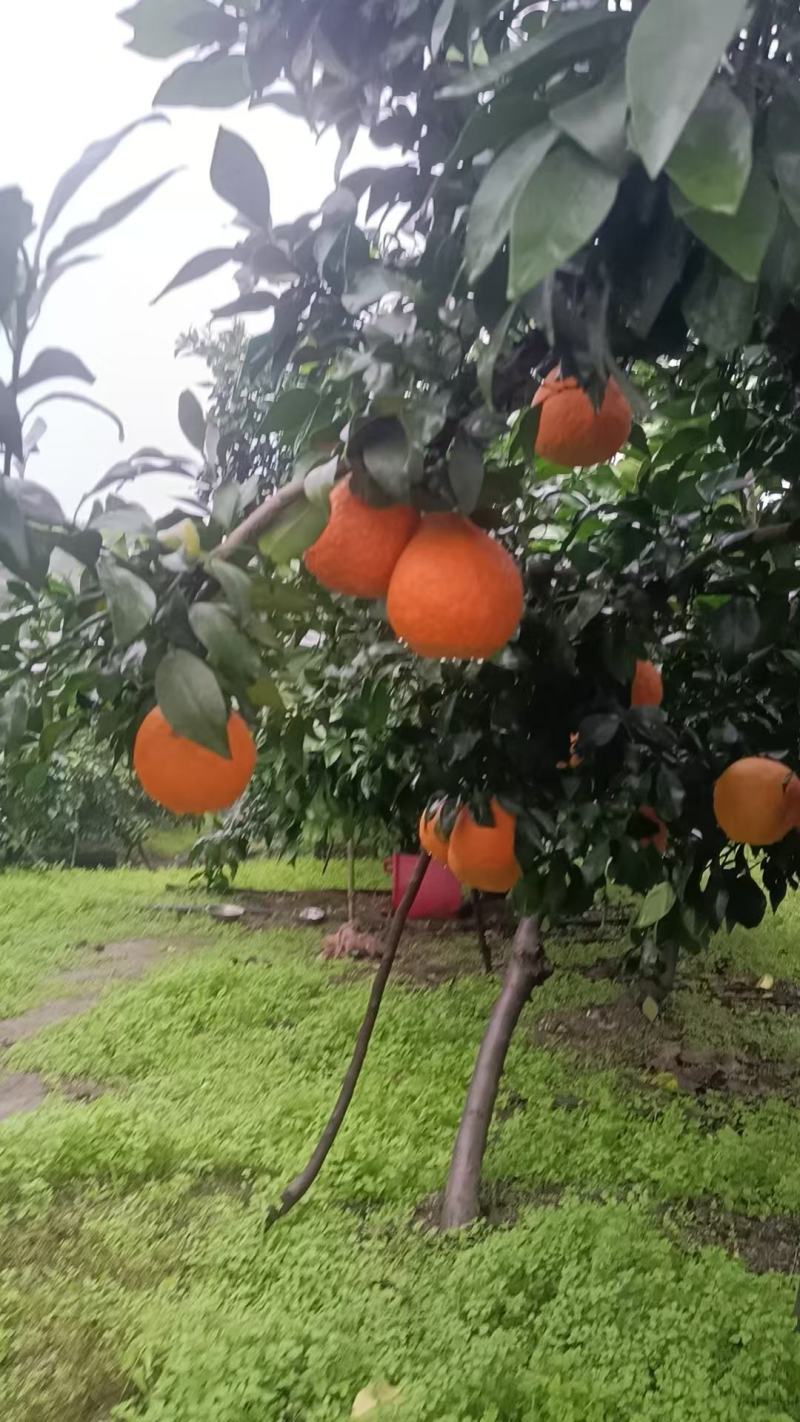 出售爱媛现货，未采摘过