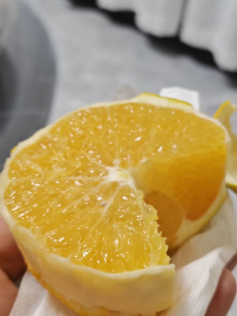 自家纽荷尔脐橙果园