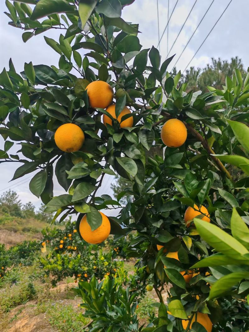自家纽荷尔脐橙果园