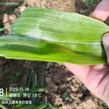 优质长白黄分葱