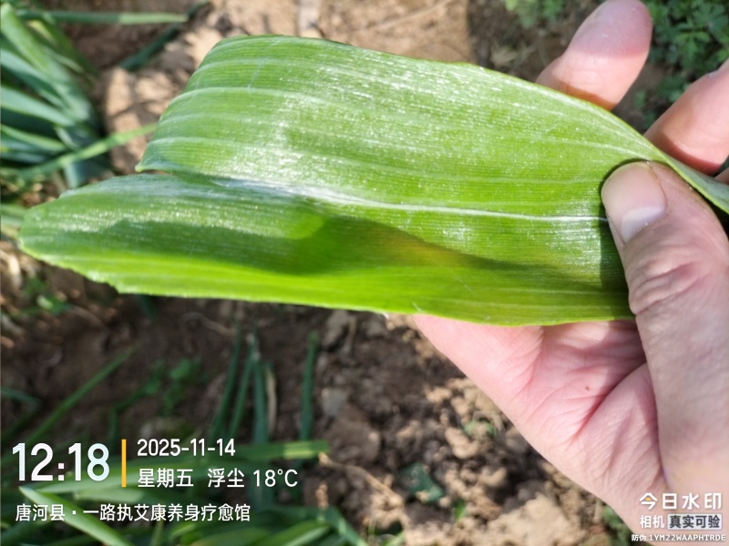 优质长白黄分葱