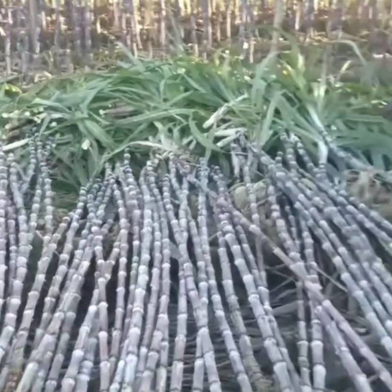 黑皮甘蔗