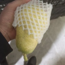 香蕉梨，太婆梨