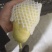 香蕉梨，太婆梨