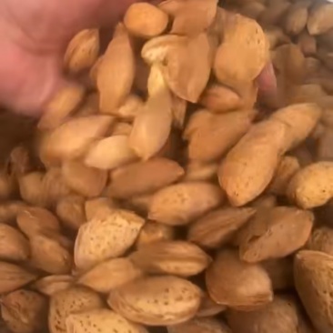 巴旦木巴旦木原料大批量有货性价比源头工厂直销