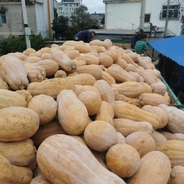 云南蜜本南瓜，外皮光滑，肉质紧实