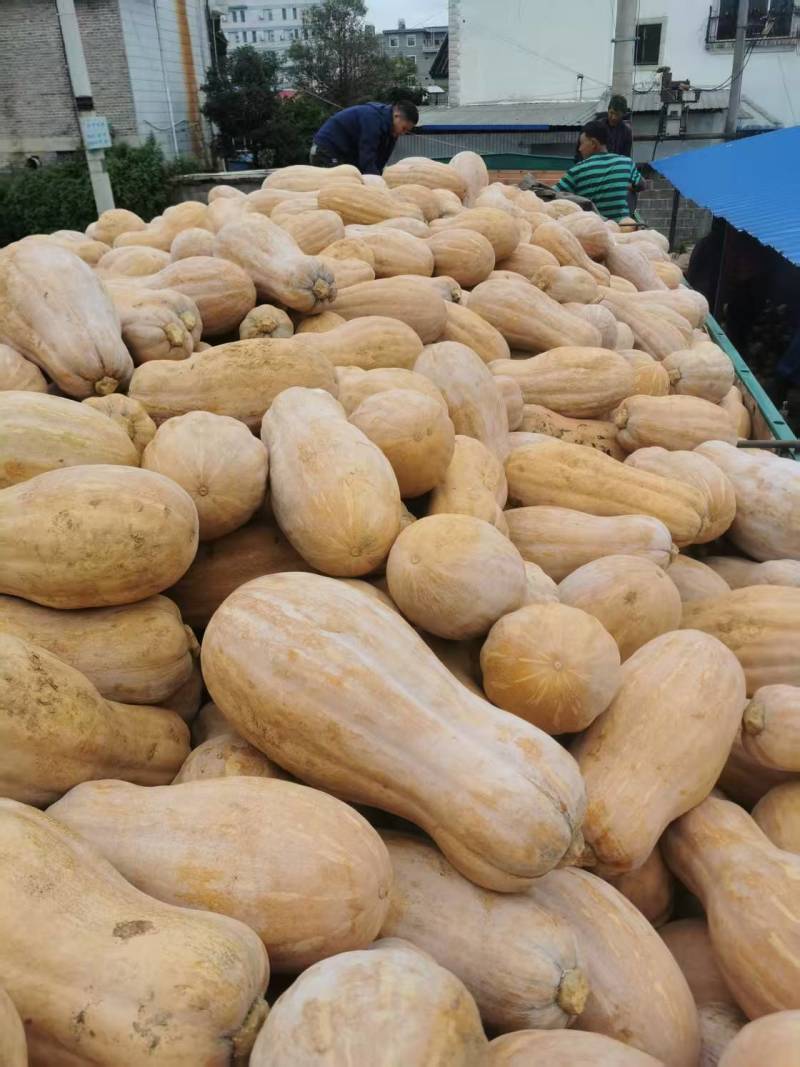 云南蜜本南瓜，外皮光滑，肉质紧实
