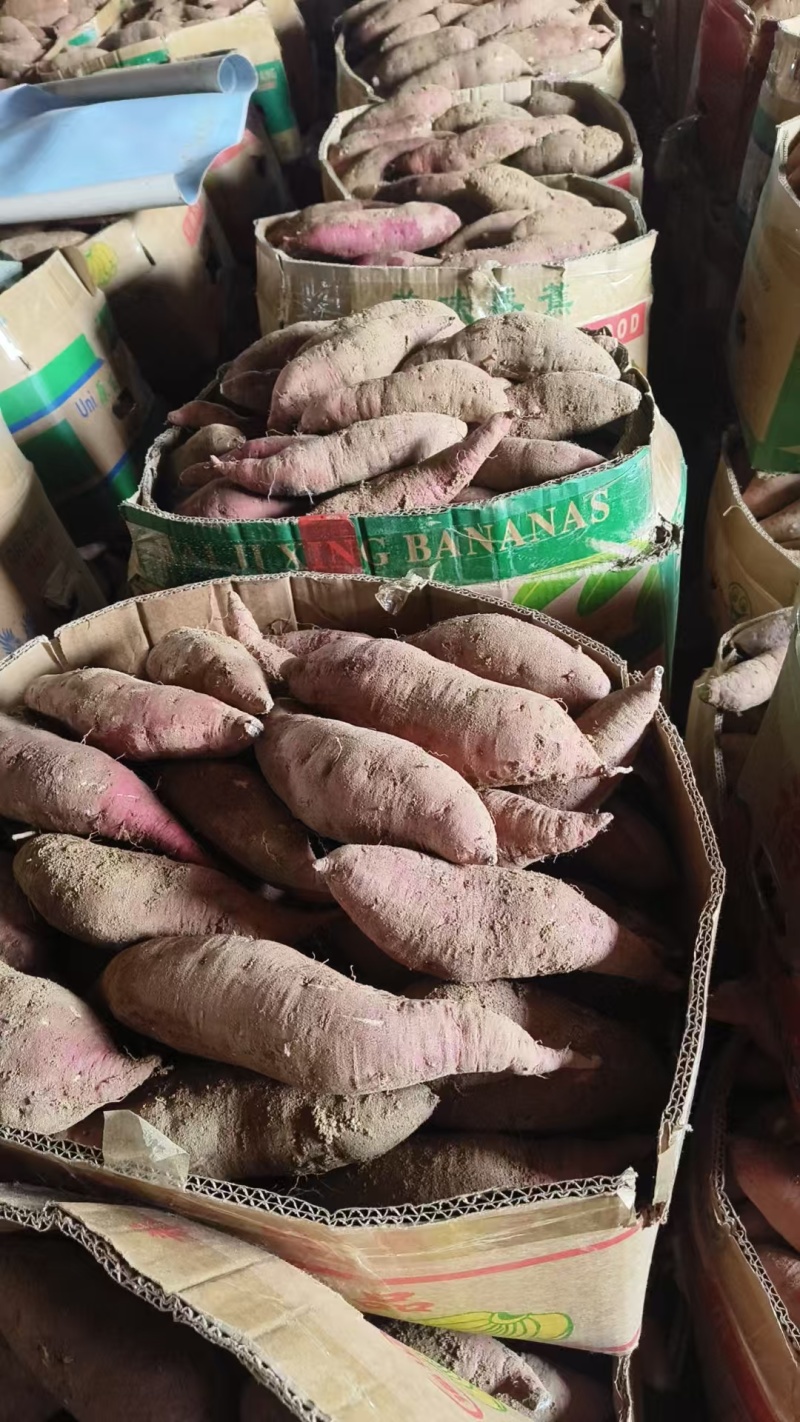 自己家里种的榴莲蜜薯，都是精挑细选的精品果山东潍坊市临朐